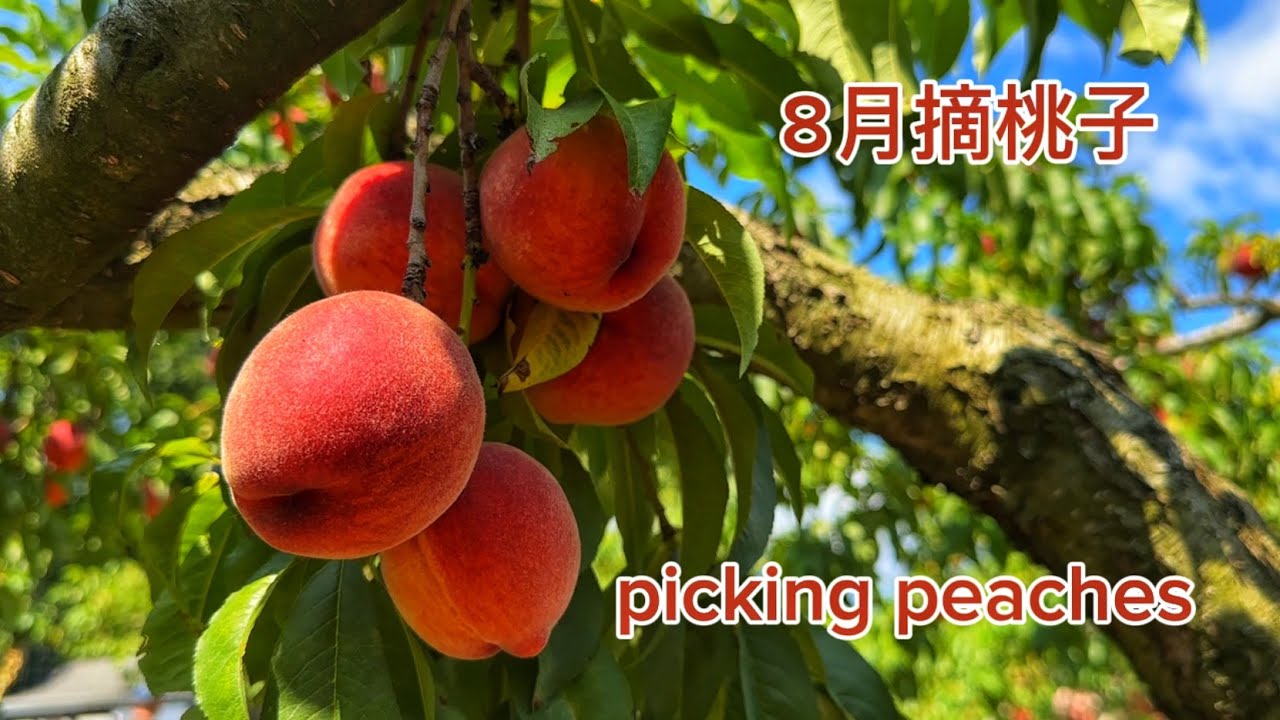8月抽空去农场摘桃子 picking peaches #DemarestFarms #摘桃子 #pickingpeaches / u-pick / peach sangria / 桃子果酒