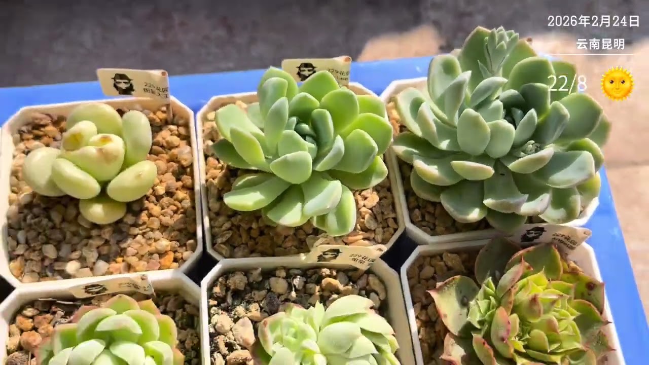 离开多肉12天，看看表现如何吧#多肉植物