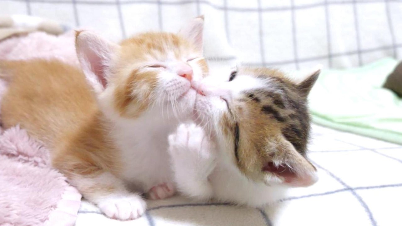 姉子猫を好き過ぎてとうとう食べ始めちゃう弟子猫【赤ちゃん猫　保護猫】
