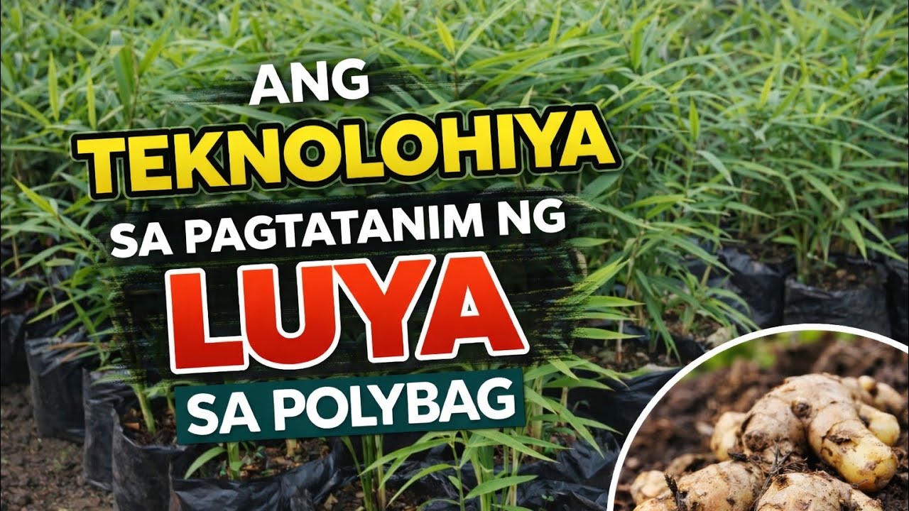 ANG TEKNOLOHIYA SA PAGTATANIM NG LUYA