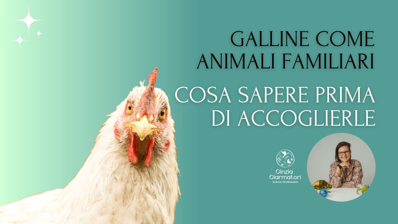 Galline come animali familiari: cosa sapere prima di accoglierle