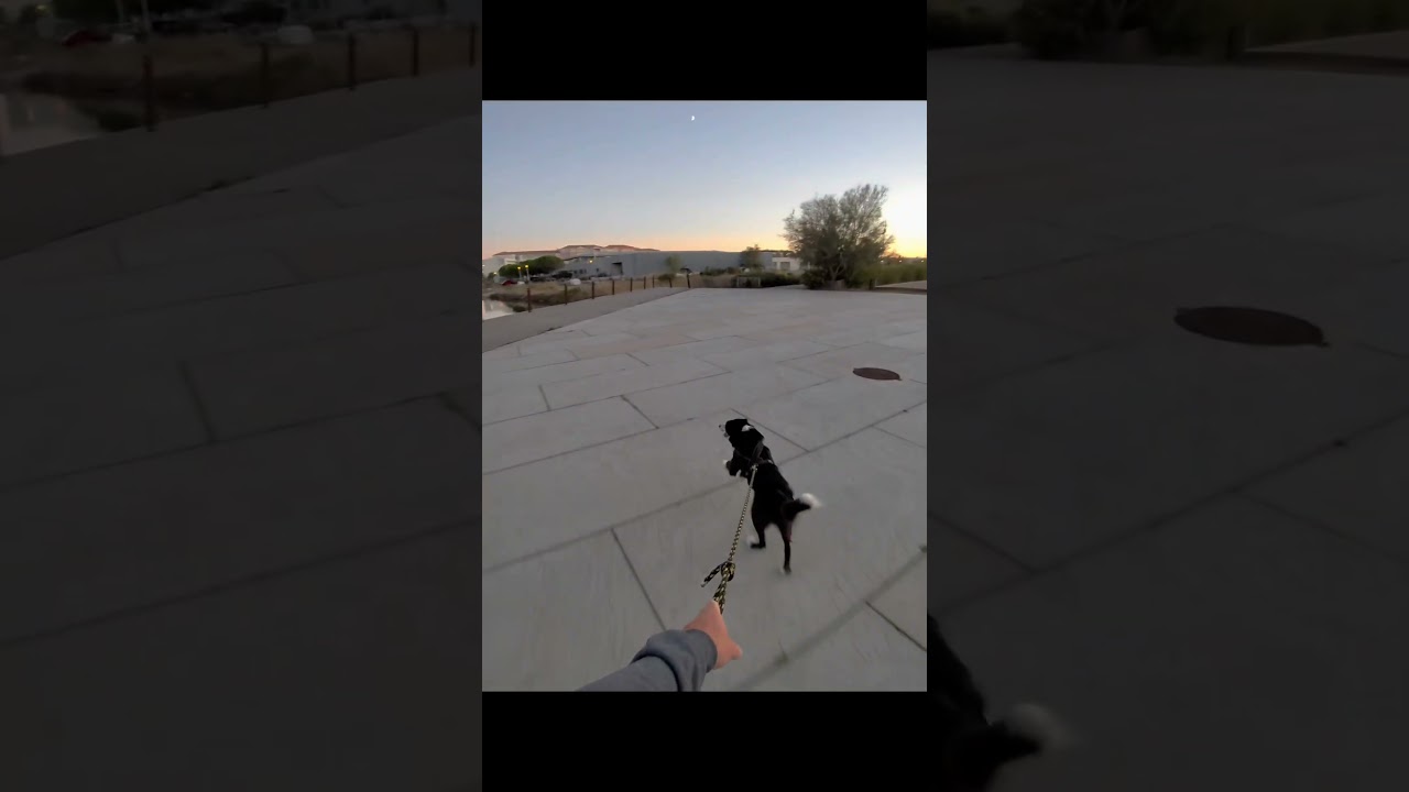 Уко-скейт #oakleymeta #chien #borderloutre #bordercollie