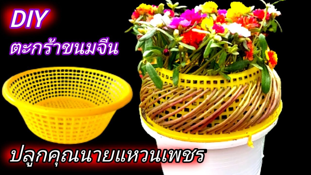 DIY ตะกร้าพลาสติกขนมจีนไอเดียปลูกคุณนายตื่นสาย แพรเซี่ยงไฮ้