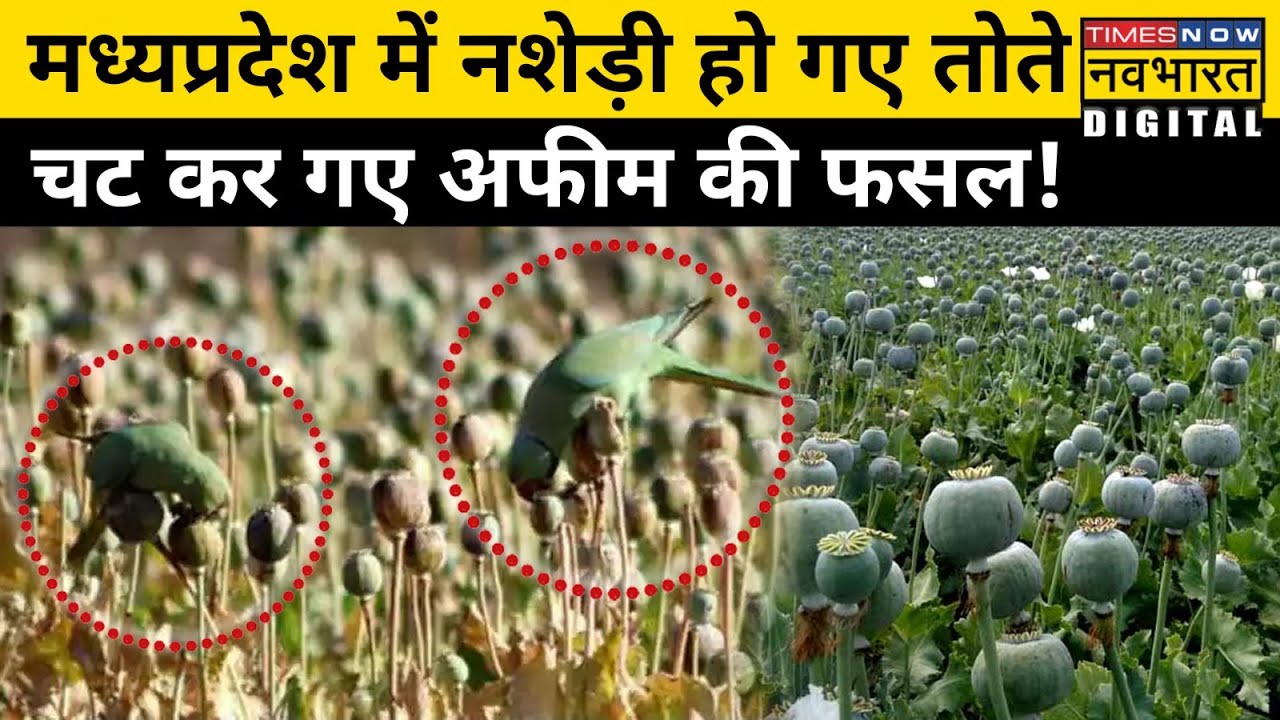 Parrots Attack Opium Farms: Madhya Pradesh में तोतों के डर में क्यों जी रहे हैं अफीम किसान?