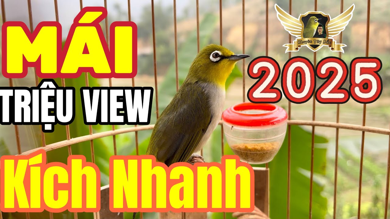 KHUY&Ecirc;N M&Aacute;I TRIỆU VIEW - K&Iacute;CH NHANH L&Iacute;U BỀN - D&Agrave;NH CHO CHIM MỚI V&Agrave; BỔI MỘC | KTB