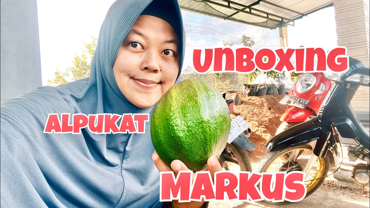 MUSIM PANEN ALPUKAT JUMBO MARKUS / KENDIL