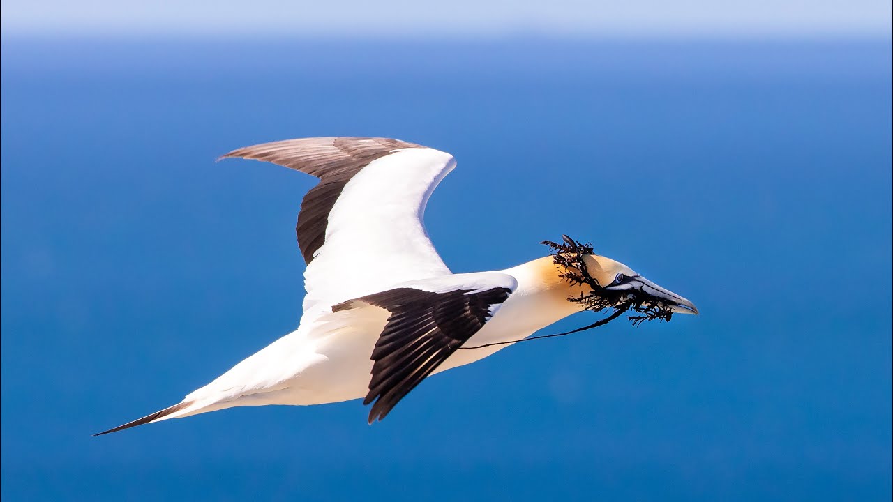 Cape Kidnappers and the Gannet Colony, Hawke's Bay, New Zealand