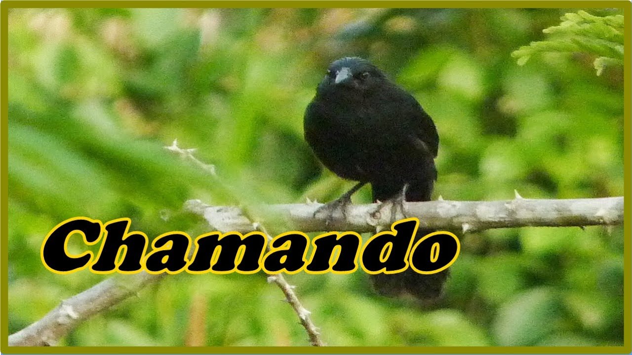 P&Aacute;SSARO ANUMAR&Aacute; CHAMANDO MUITO NA NATUREZA raro p&aacute;ssaro lembra muito o gra&uacute;na  (Anumara forbesi)