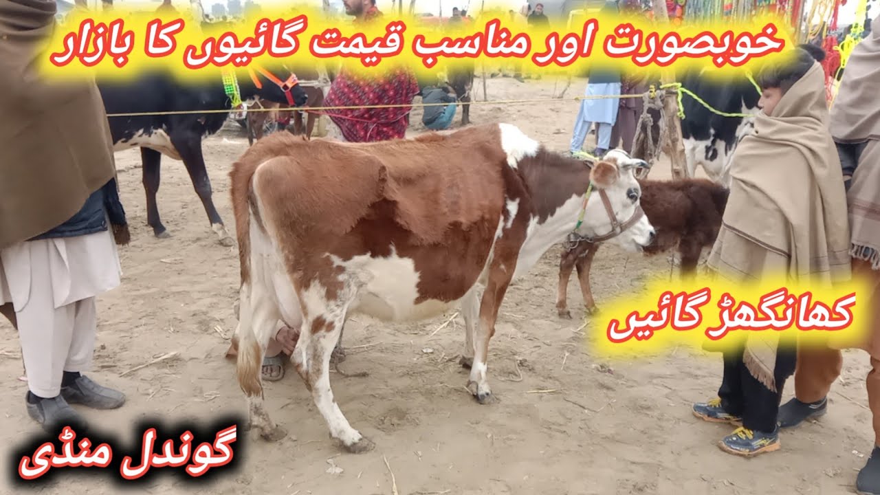 Low And Middle Prices Milking Cows Fresh Update Today At Gondal Maweshi Mandi By JK YouTube 