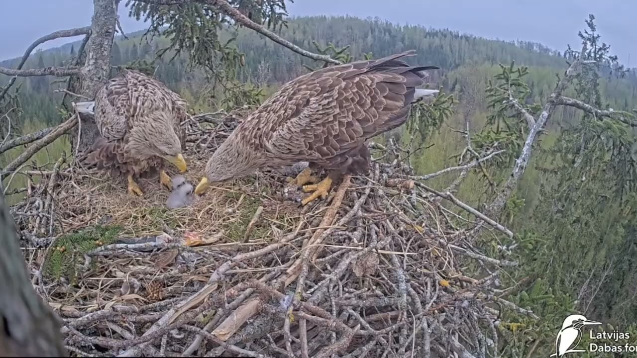 La vida maravillosa de un nido de águila de cola blanca 🦅