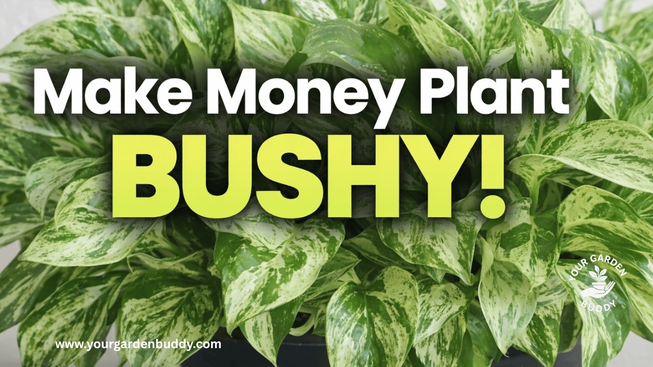 Money Plant Growth HACKS to Get Bushy FAST #moneyplant #pothosplant