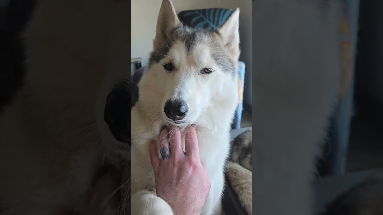 Husky snow, #husky, #dog, #dogshorts, #beautiful
