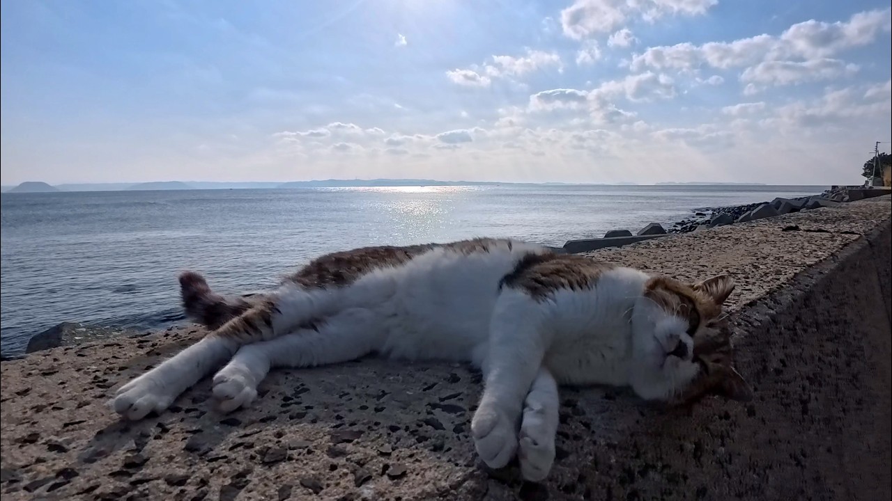 防波堤の上にいた猫を撫でると甘えん坊の白黒猫ちゃんも撫でられにきた