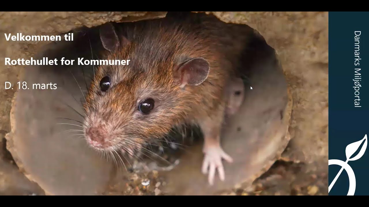 Rottehullet webinar - Rottehullet for kommuner