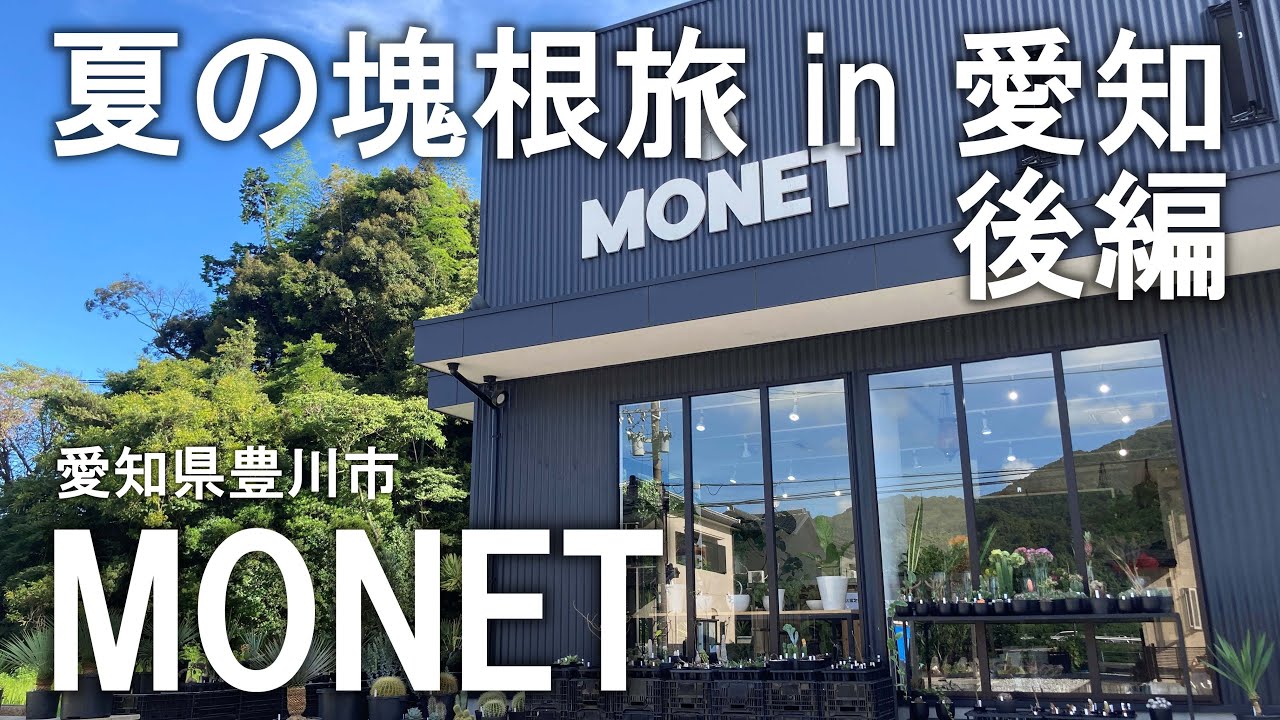 【後編】仕立ての完成度に魅了される！ MONETモネ | 夏の塊根旅 in 愛知 | 塊根植物