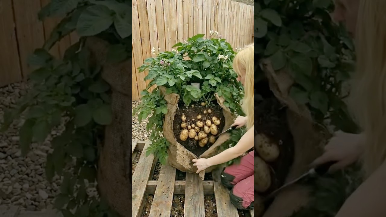 From a Simple Sack to a Huge Potato Harvest #GardenIdeas #StrawberryGarden