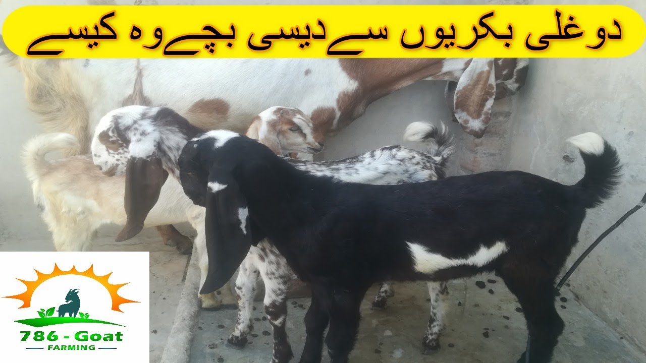 Dogli goat se desi breed  desi bache | Desi and dogli goat farming ideas by 786.goat farming