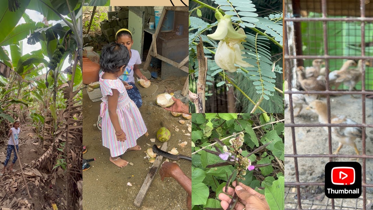 தோட்டத்திற்கு வந்த போது #agriculture #thottam #vivasaayam As home@As.h2504