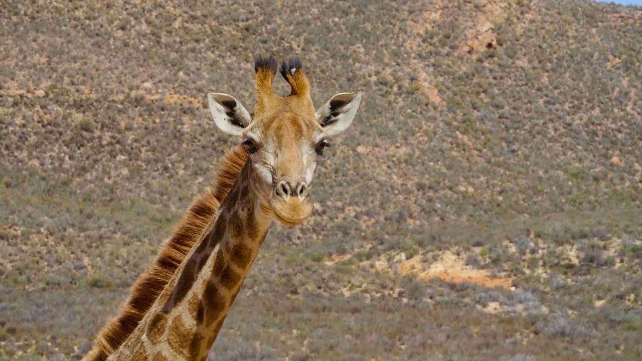 Aquila Game Reserve Wildlife Safari from Cape Town