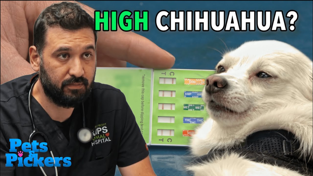 Chihuahua Accidentally Gets High