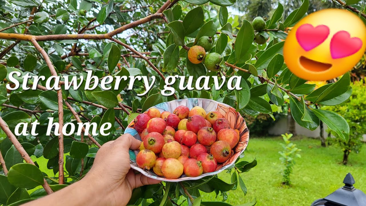സ്ട്രോബെറി പേരക്ക - വീട്ടിൽ വളർത്താം🍓🍓 😍