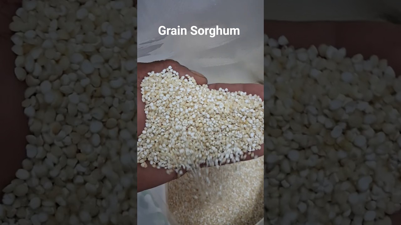 Polished Sorghum Exporter | Premium Grain Sorghum Supplier #agriculture #sorghum #grain #caribbean