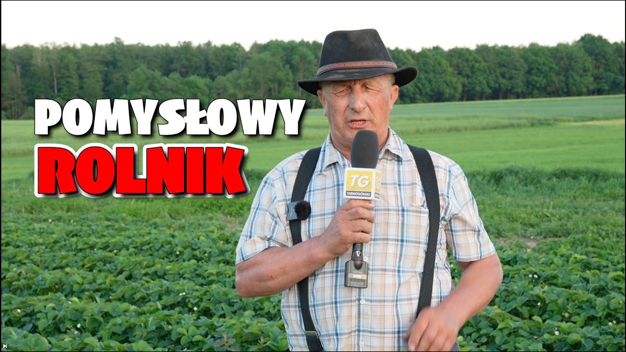 Truskawka prosto z pola. Plantator organizuje samozbiory. Głody z pola nie zejdziesz