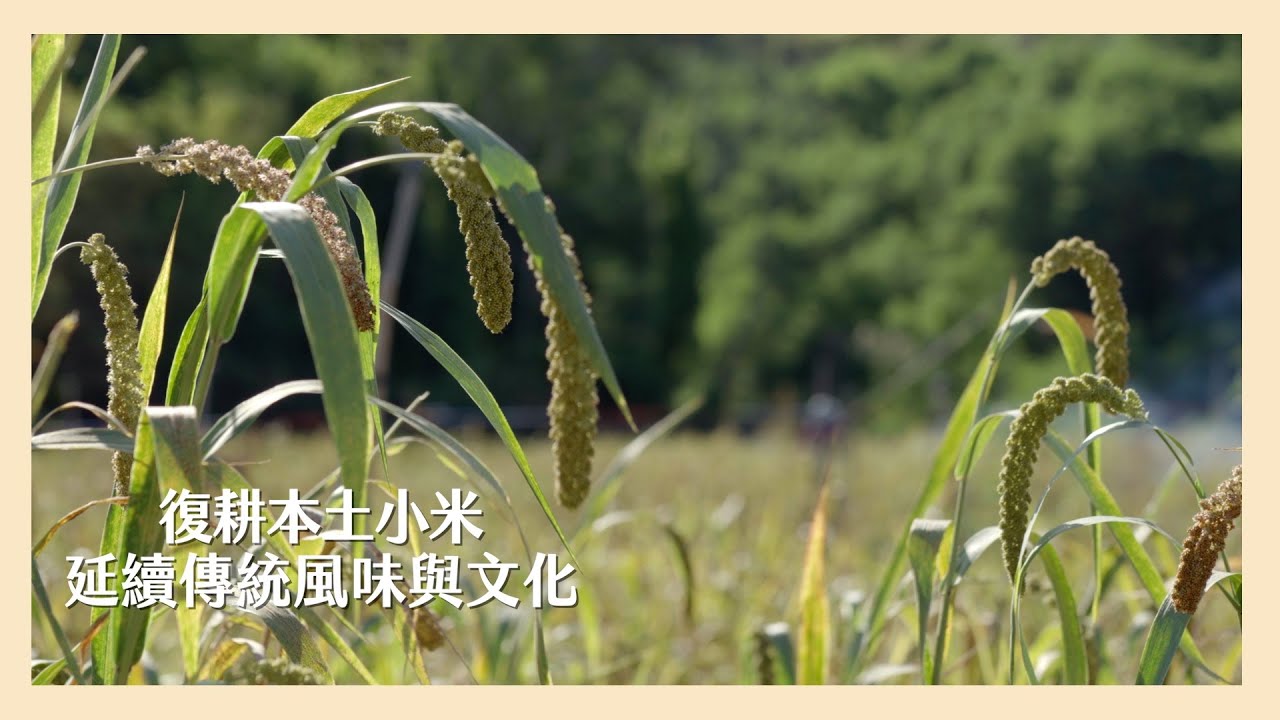 【 里仁 】復耕本土小米 延續傳統風味與文化