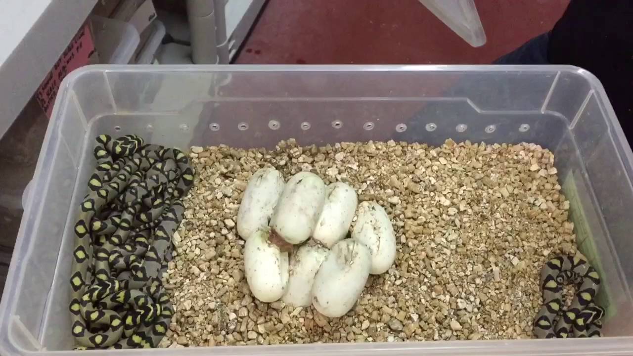 NAISSANCE D'UNE ESPECE DE COULEUVRE IMPRESSIONNANTE ! (Euprepiophis mandarinus)