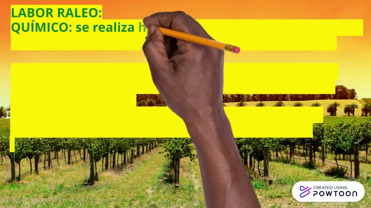 PRODUCCION DE VID SWEET GLOBE