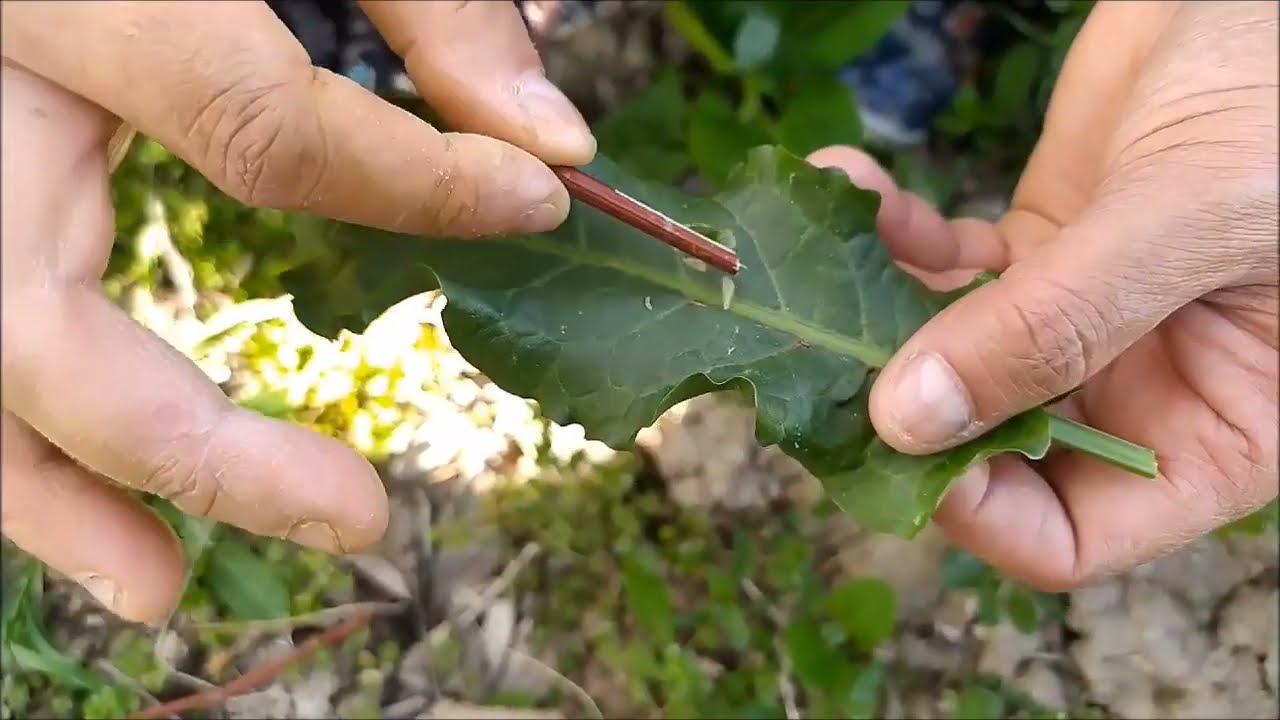 MUCİZEVİ EVELEK OTU DOLAPTA NASIL SAKLANIR