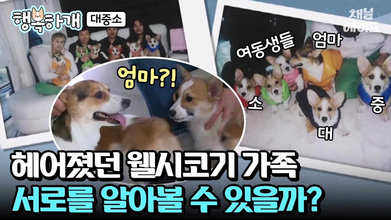 각각 다른 집으로 입양 갔던 웰시코기 형제들! 다시 만난 대중소와 엄마, 여동생💖 #행복하개 #웰시코기 #대중소