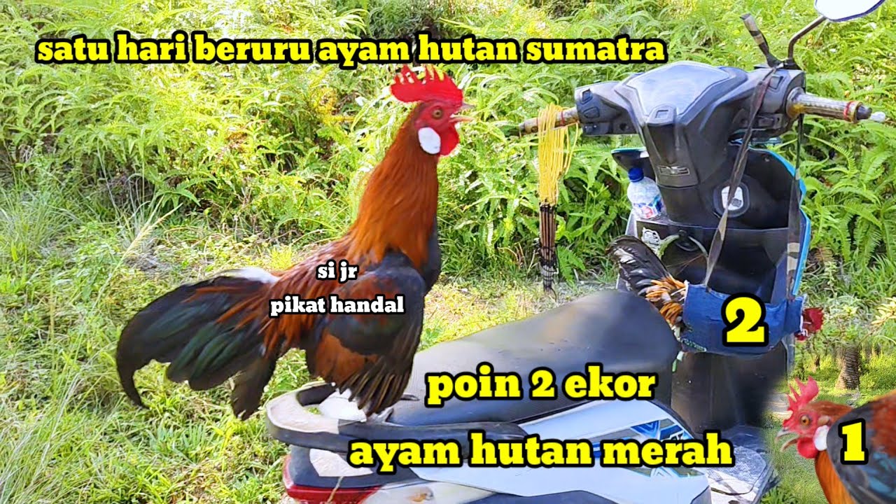 Poin 2 ekor || mikat ayam hutan sumatra || 1 hari beruru ayam hutan sumatra