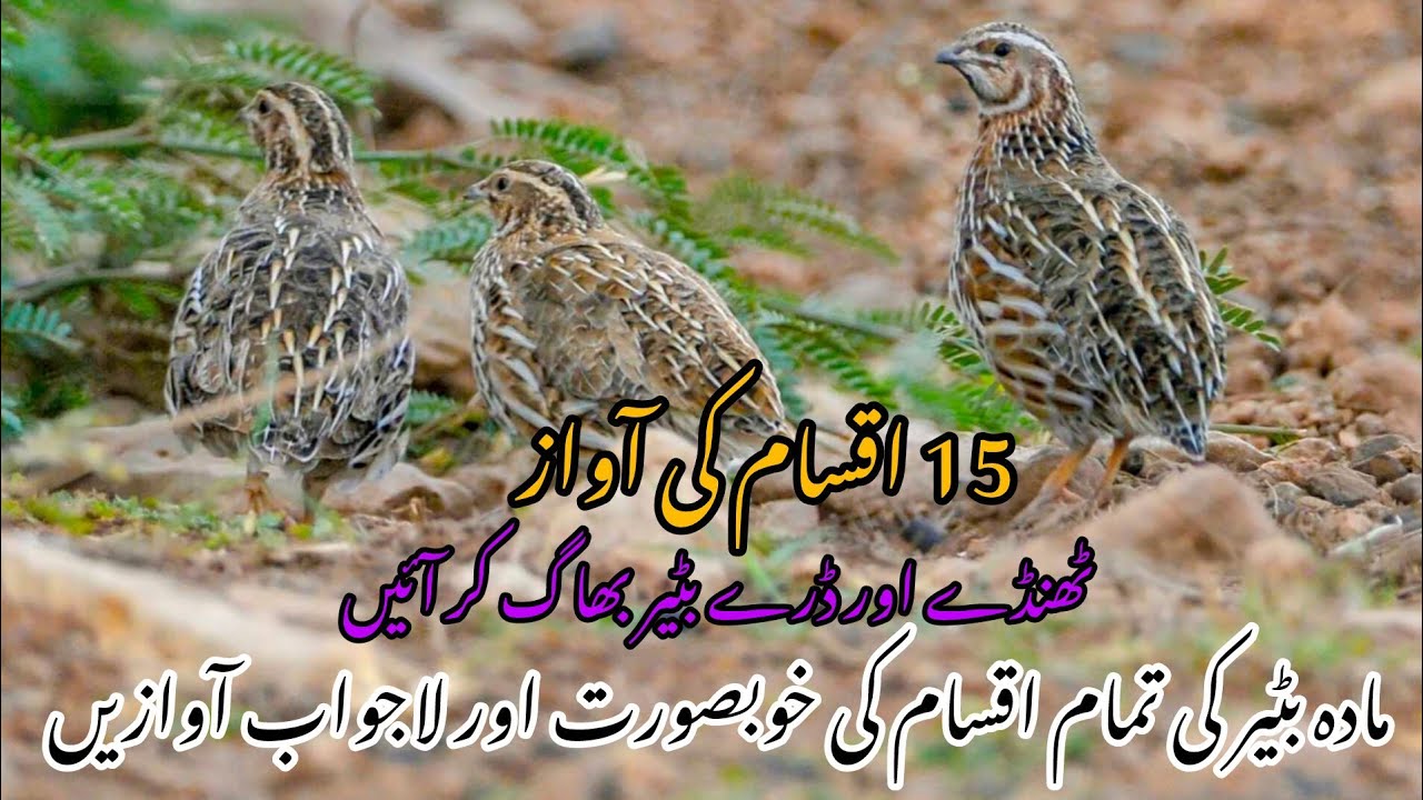 Female quail sound Latest | مختلف اقسام کی تازہ آوازیں | #quailsound #quail #hunting #batairkiawaz 