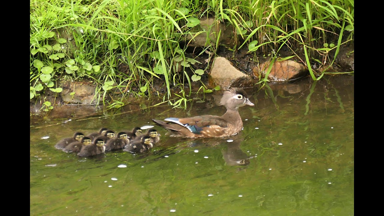 West nest 2, 2019