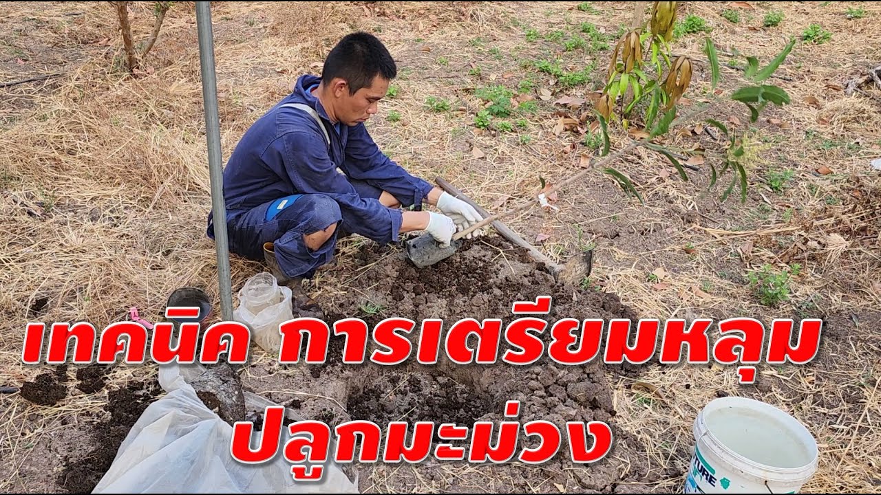 เทคนิคการเตรียมหลุมปลูกมะม่วง