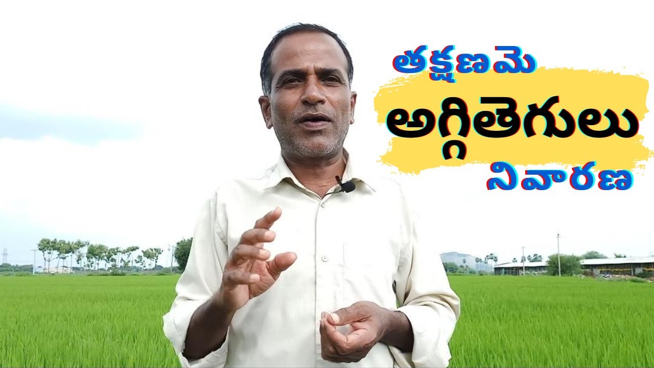 వరిలో అగ్గితెగులు నివారణ | Paddy blast control in telugu | varilo aggitegulu | Karshaka Nestham