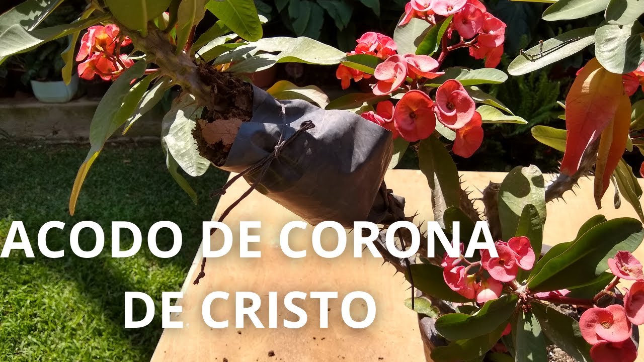 Reproducción de la Corona de Cristo mediante acodo.