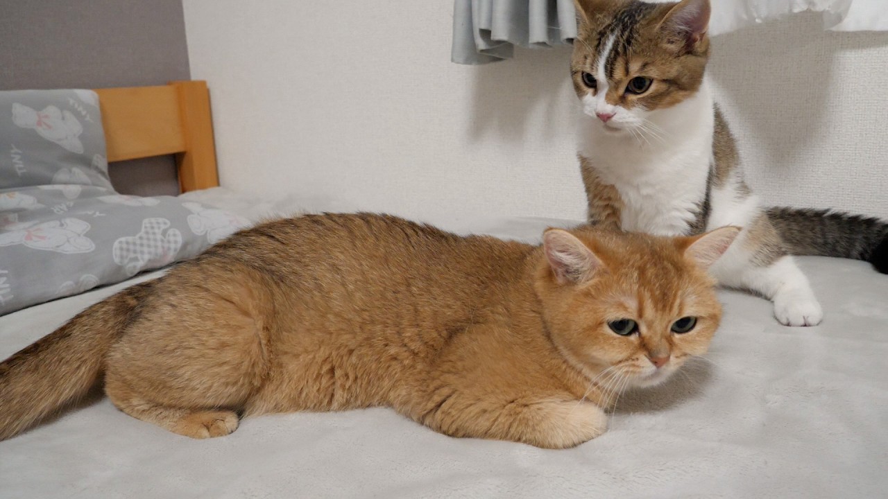 Cats Mimi and Lili's tails are very popular with kittens!