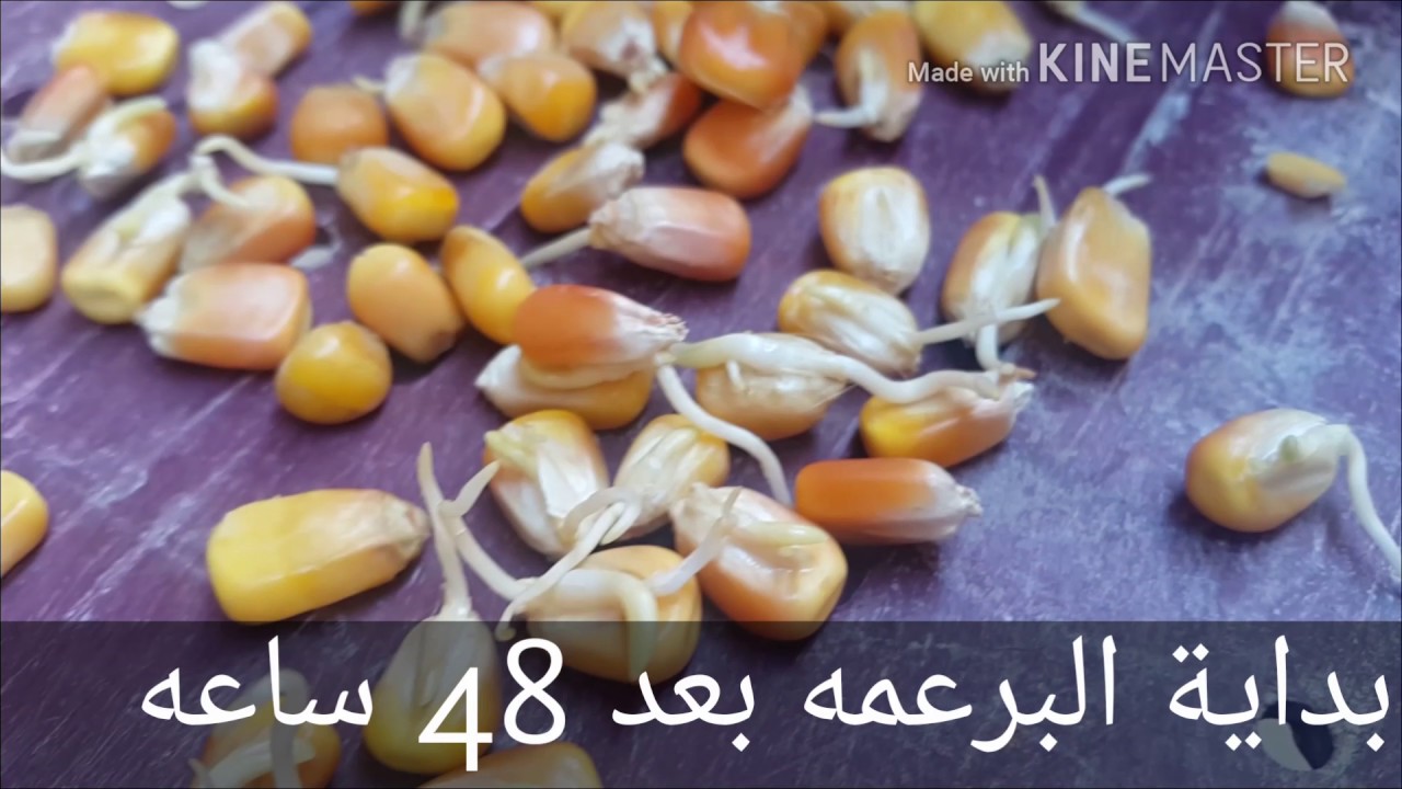نجاح استنبات ذره صفراء fodder system corn outdoor