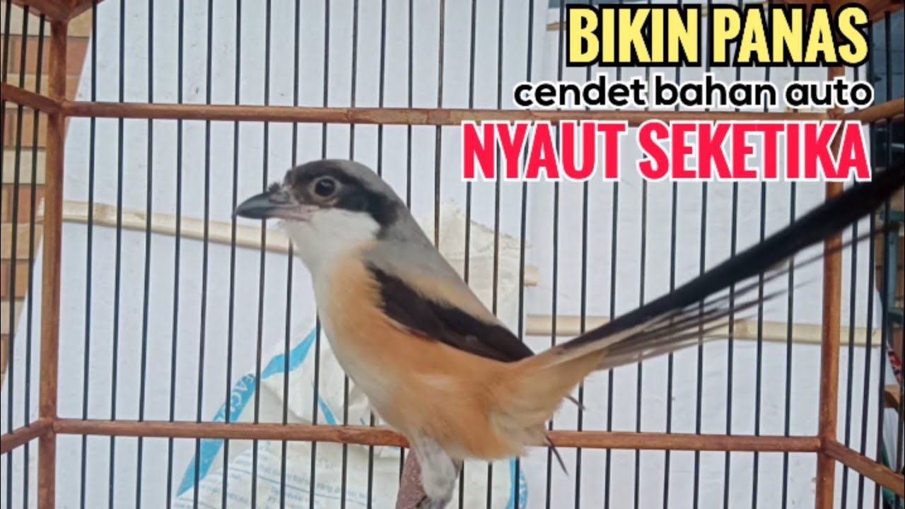toet toet suara Pancingan Cendet Betina Gacor Memanggil Cendet Jantan Agar segera Secepatnya Nyaut