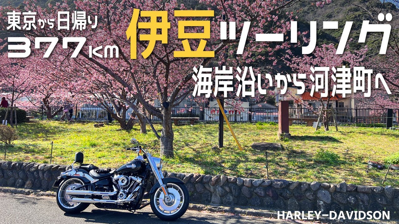 【日帰り377km】ハーレーで伊豆ツーリング/河津桜やループ橋・天城越え/バイク
