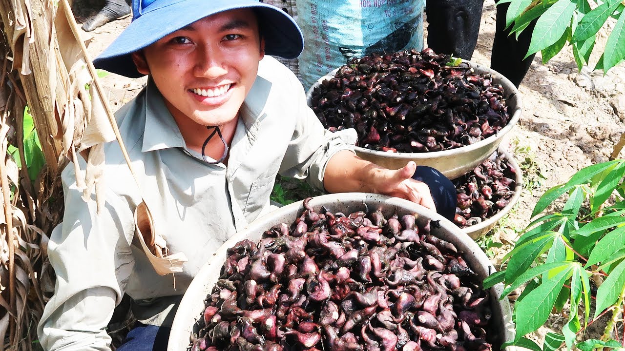 Đặc sản mọc trái dưới nước, nổi tiếng khắp Miền Tây |Du lịch Đồng Tháp Miền Tây