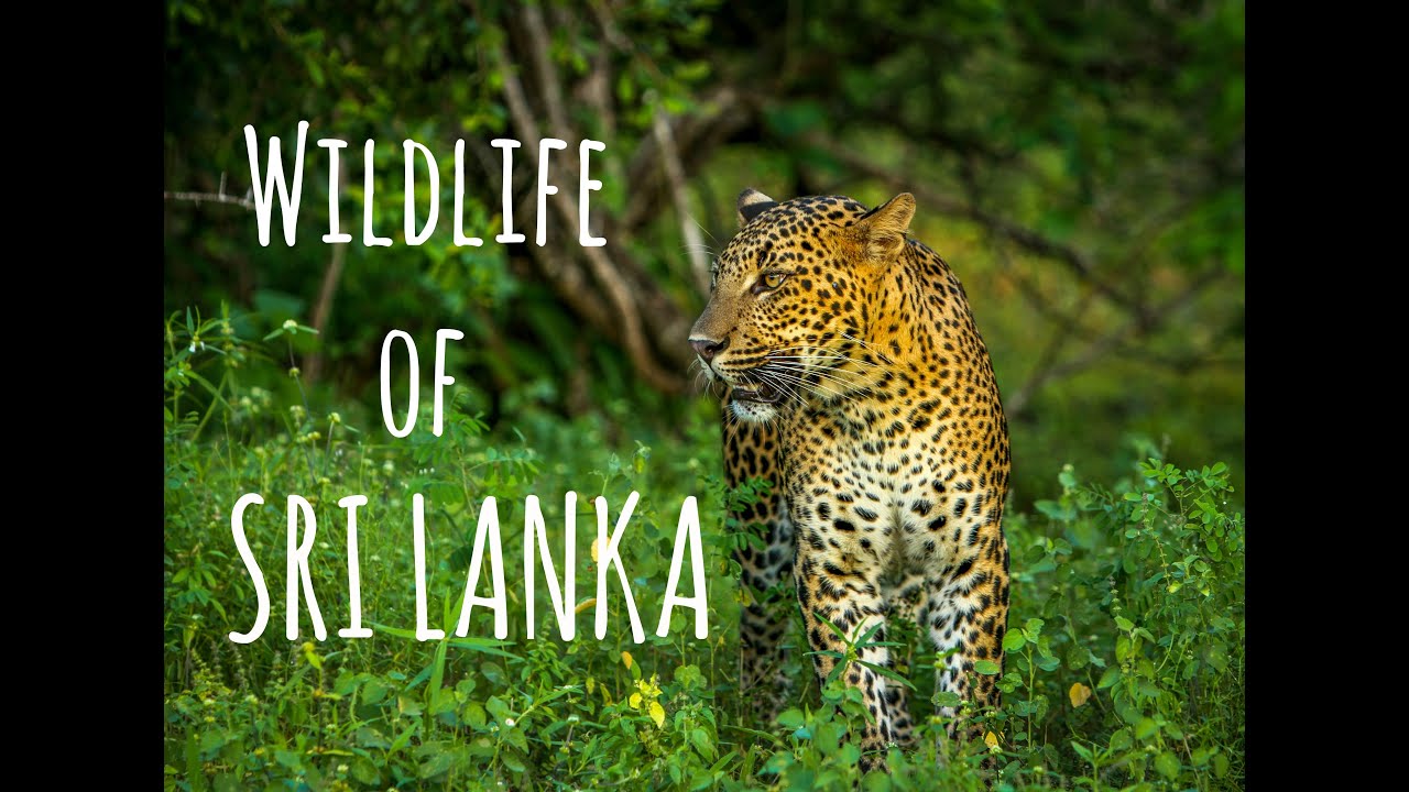 Sri Lanka's Wildlife has Leopards, Elephants and Crocodiles (Safari)