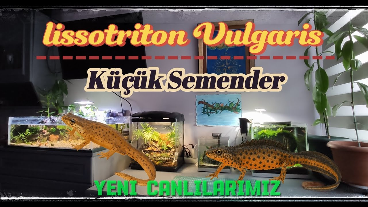 K&uuml;&ccedil;&uuml;k Su Semenderi Aldım(Lissotriton Vulgaris)