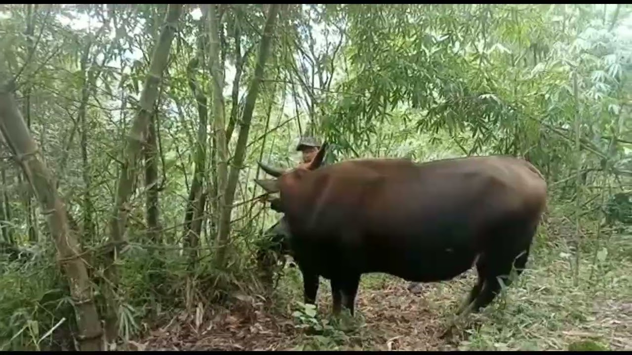 Sp-a Vah vel na || Khuai a hual e