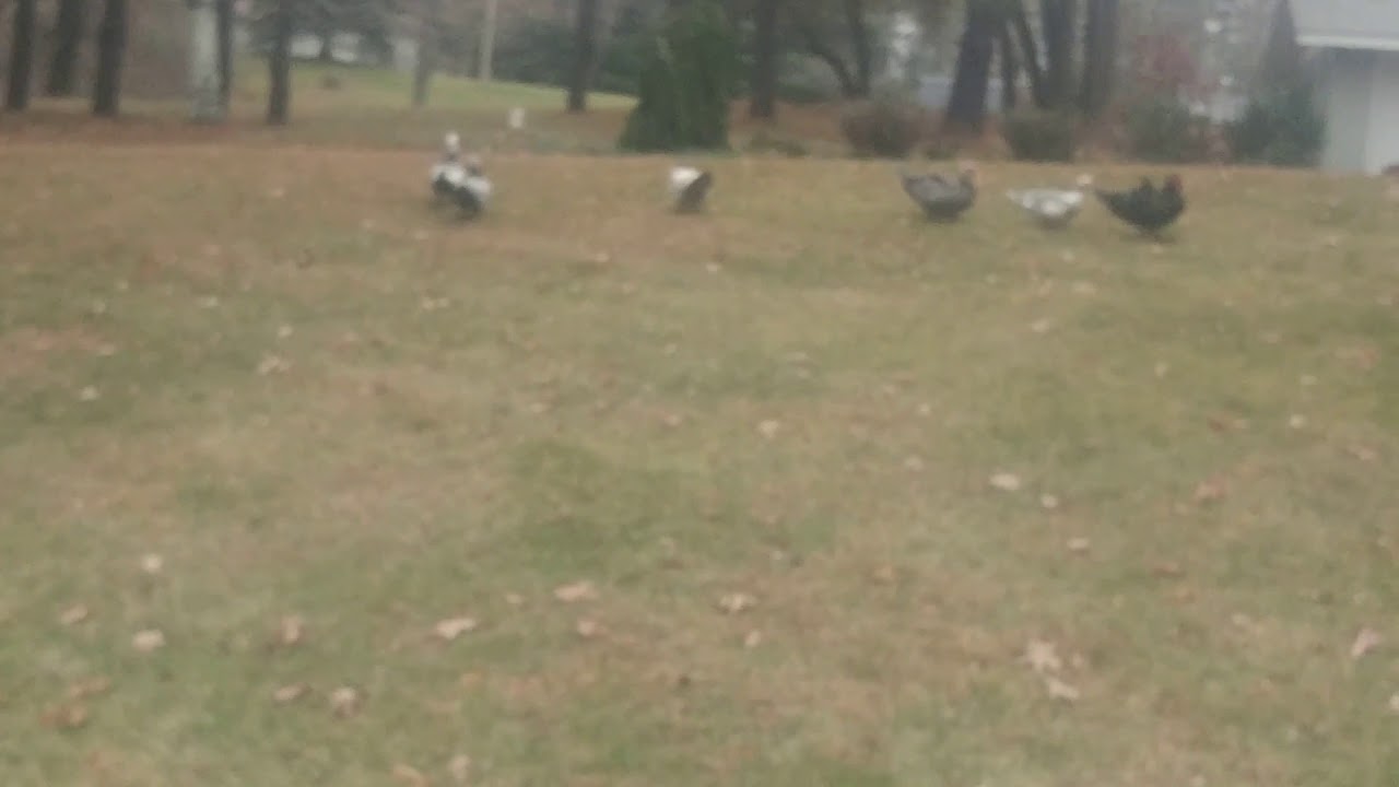 Muscovy Ducks Walking in a Row