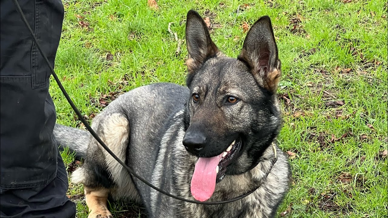 A Day At The London Met Police Dog Training School