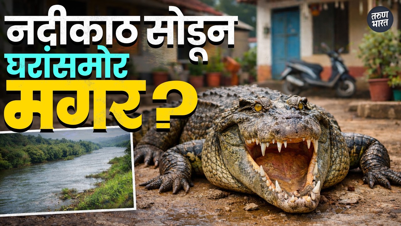 दांडेली शहरात भल्यामोठ्या मगरीच्या वावराने नागरिक दहशतीत; वनविभागाच्या कारवाईची मागणी