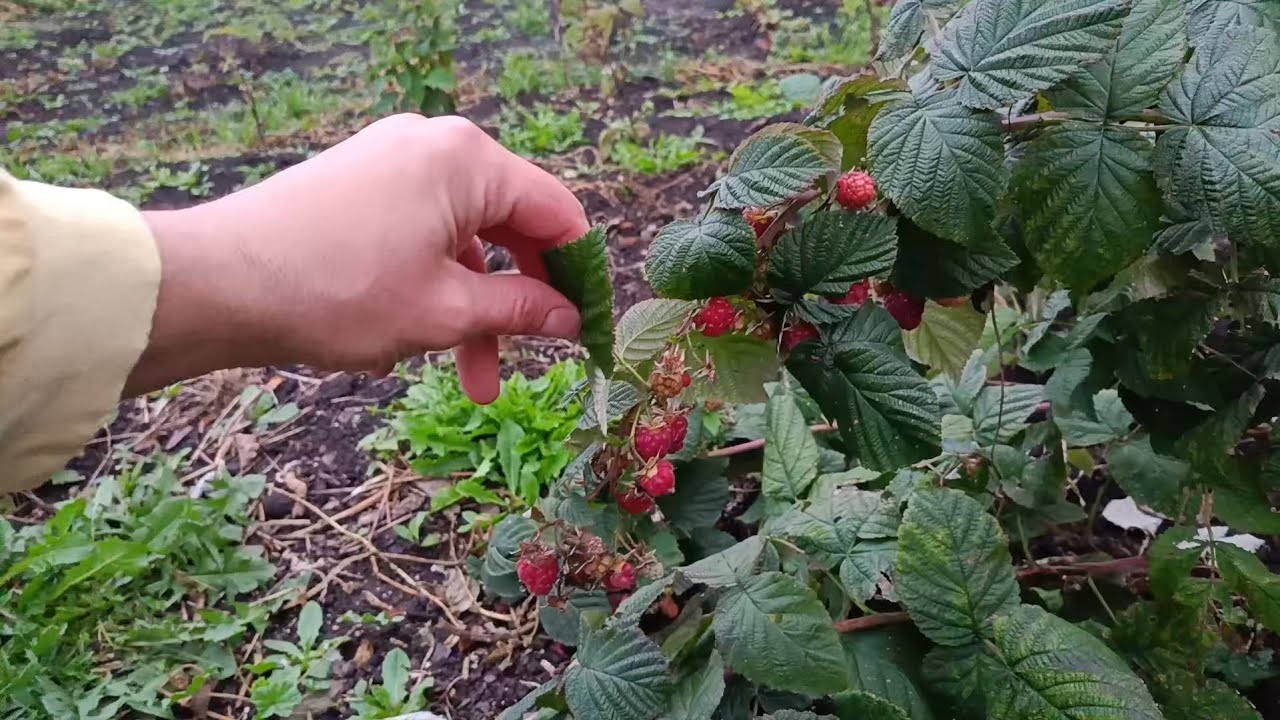 Raspberries Harvest in November.  Saving corn seeds.  Easy Quickly naturally fix the cellar walls.